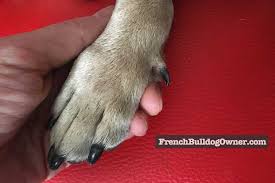 french bulldog dew claws removal