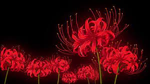 red spider lily wallpapers wallpaper cave