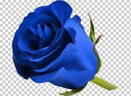 blue rose flower png clipart blue