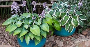How To Grow Hostas In Containers