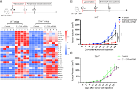 Delivery of mRNA vaccine with a lipid-like material potentiates antitumor  efficacy through Toll-like receptor 4 signaling