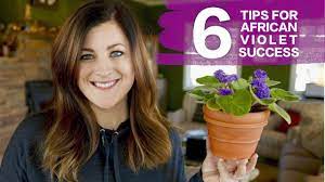 African violets are indoor plants. 6 Tips For Caring For African Violets Youtube