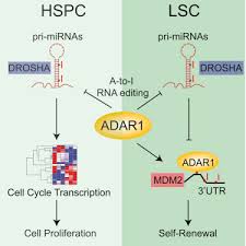 Hyper Editing Of Cell Cycle Regulatory And Tumor Suppressor