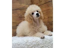 poodle dog female black white tan