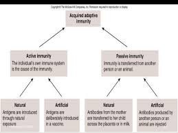 Classification Of Immunity