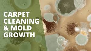 mold dangers prevention carpet care