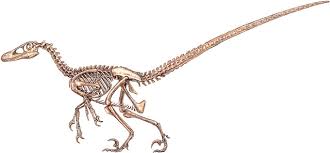 Sold and shipped by learning resources. Dromaeosauridae