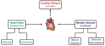 Cardiac Output Measurement Electrical4u