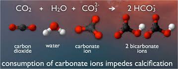 what is ocean acidification