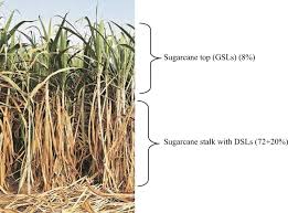 end use applications of sugarcane trash