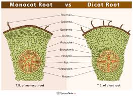 monocot vs dicot root differences and