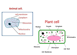 Plant and animal cell gcse recap labelled diagram. Plant And Animal Cells Lesson 2 Chapter 1 Activate 1 Teaching Resources