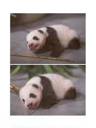baby panda pubao panda pubao photo