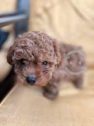 french poodle minitoy posot cl
