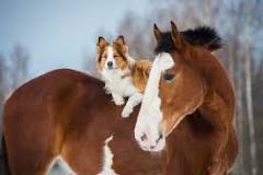are-horses-more-loyal-than-dogs