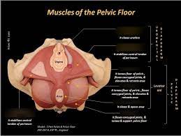 muscle of the pelvic floor diagram