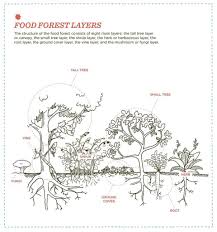 How To Grow A Food Forest Forest Garden Permaculture