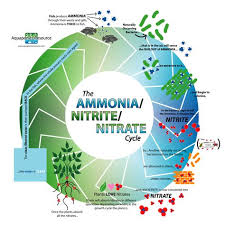 Ammonia Nitrite Nitrate Cycle Aquaponics System