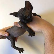 So please don't pass up that additional resource when looking for that perfect kitten for your family pet. Black Sphynx Kittens For Sale Sphynx Kittens For Sale Sphynx Cats Kittens