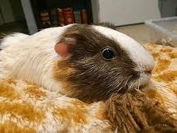 How To Keep Guinea Pigs Warm In Winter