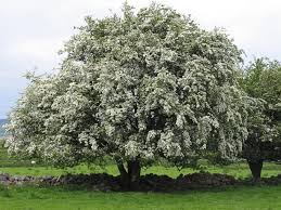 It has white flowers that look like roses and is considered one of the most beautiful of all the shrubs that. Hawthorn How To Identify Hawthorn A Guide From Tcv