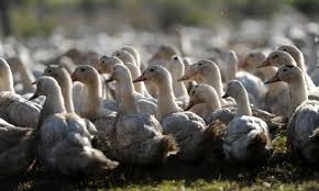 Bird flu definition bird flu is an infectious disease caused by strains of the type a influenza viruses bird flu symptoms in people. Calls For Mass Duck Cull In France As Bird Flu Hits Foie Gras Industry France The Guardian