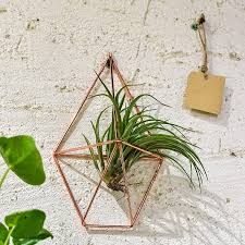 hanging air plants holder rustic wall