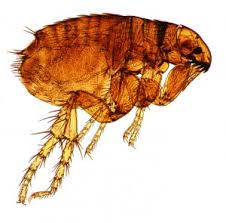 tips to vacuum your house of fleas