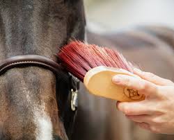 brosse a dent pour cheval http