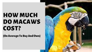 how much do macaws cost on average to