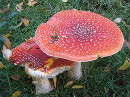 mushrooms in your garden are natural