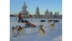 Apprivoisez les chiens de traîneaux en savoie à la faveur d'une randonnée accompagné d'un musher. Un Nouveau Terrain De Jeu Pour Les Chiens De Traineau