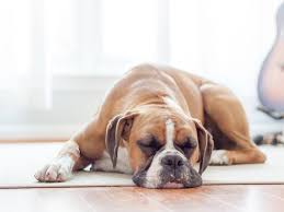 I feel you have made the right decision so far. What To Do If Your Dog Has Swollen Lymph Nodes