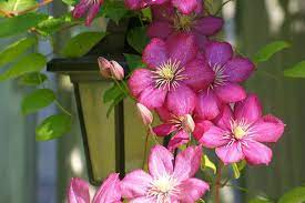 First in late spring to early summer, then in late summer to early fall. Clematis Late Large Flowered Group