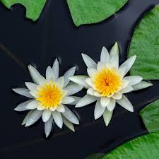 white water lily nymphaea odorata