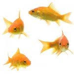 How To Raise Goldfish Fry From Hatchlings To Juveniles