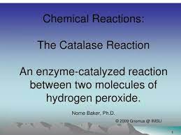 Ppt Chemical Reactions The Catalase