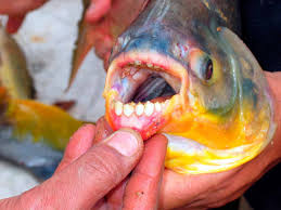 fish with teeth that will surprise you