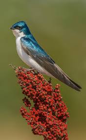 Tree Swallow Minnesota Breeding Bird