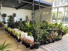 Indoor Plant S Nurseries