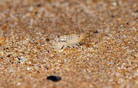 sand fleas what are they how to avoid