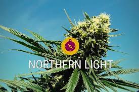 Northern Lights A Cans Classic And