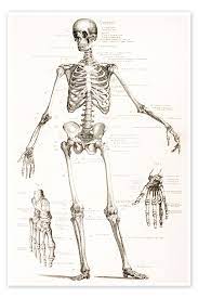 the human skeleton print by vine
