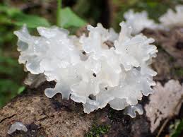 tremella fuciformis snow fungus the