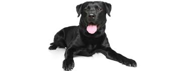 We save and rescue dogs and puppies from unfortunate kill situations. Labrador Retriever Dog Breed Profile Petfinder