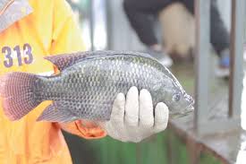 the tilapia fish characteristics