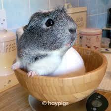 Guinea Pig Weight Chart By Age Haypigs Guinea Pig