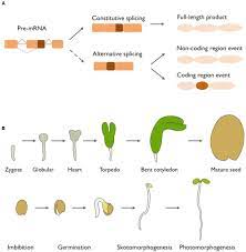 Frontiers | Alternative Splicing as a Regulator of Early Plant Development