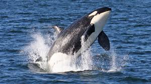 Places to see, ways to wander, and signature experiences. Take Your Family To Learn About And See Orcas Parentmap