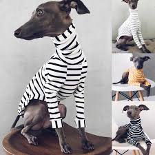 The skin of this breed should always be supple while the hair should be short and glossy, much like satin. Italian Greyhound Whippet Clothes Jumper Tops Cotton Striped Long Sleeved Tops For Dogs Buy From 9 On Joom E Commerce Platform